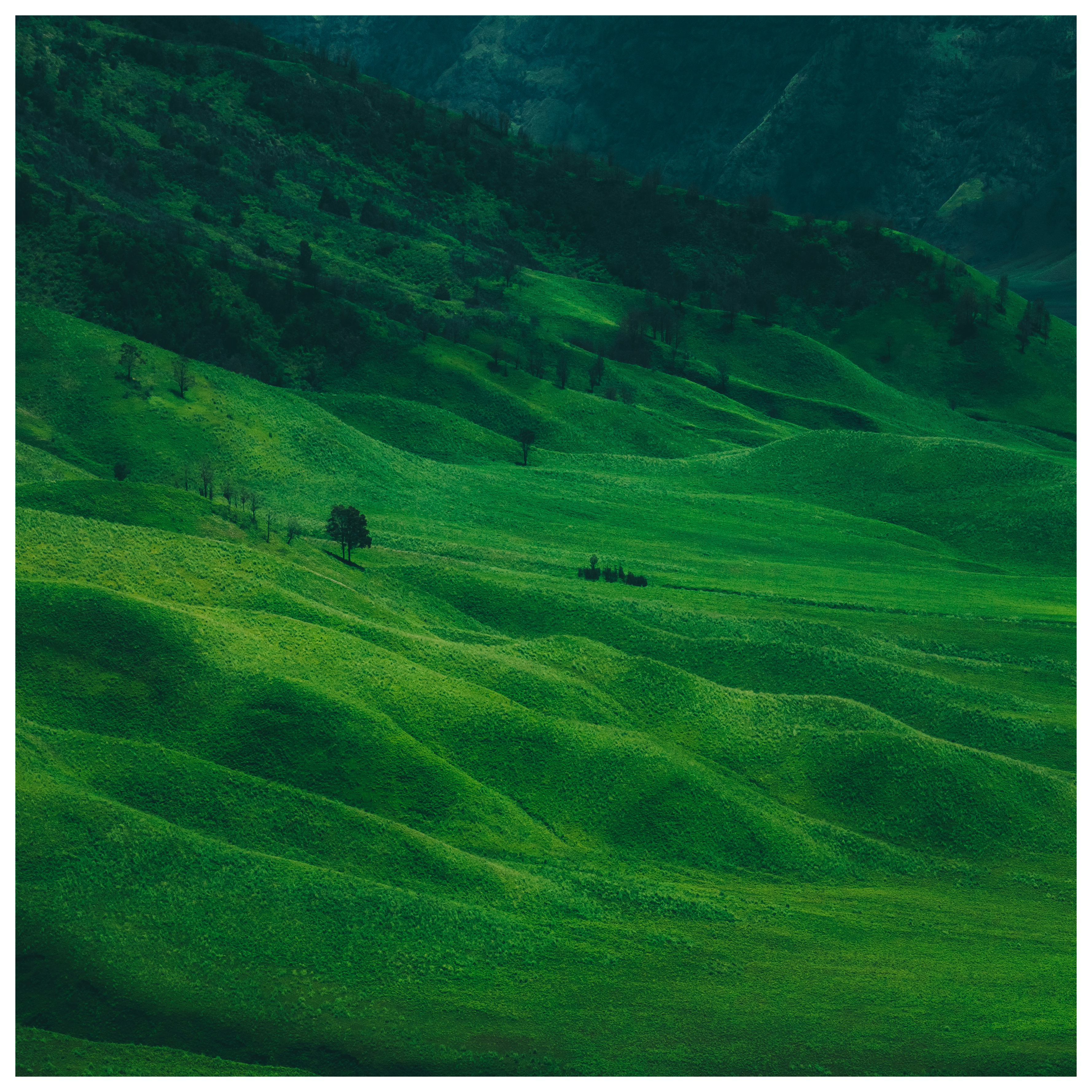 green fields