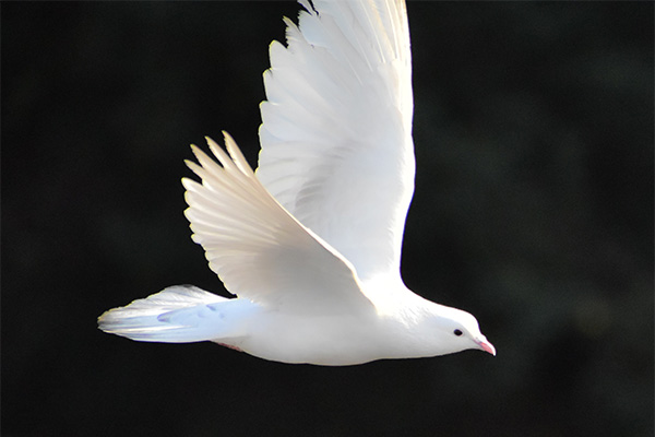 White dove in flight