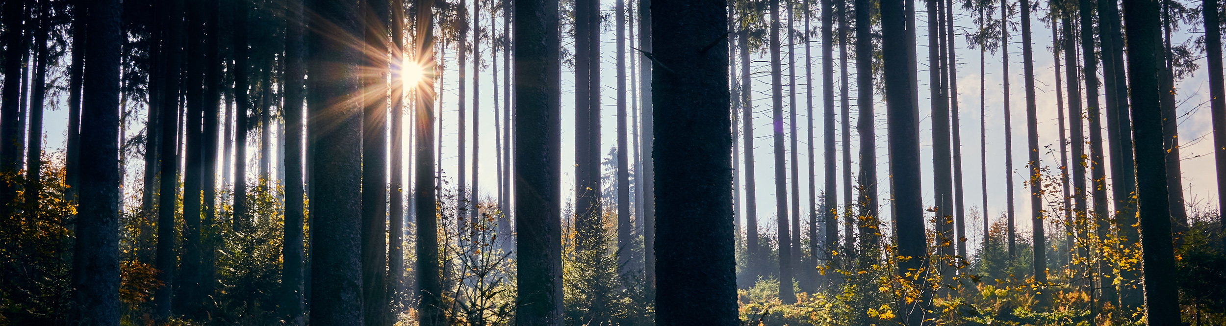 Trees against sunset